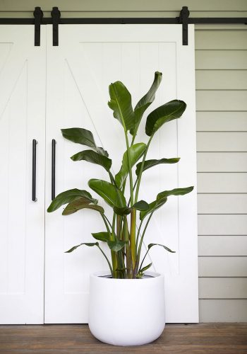 The Wild Side - Strelitzia