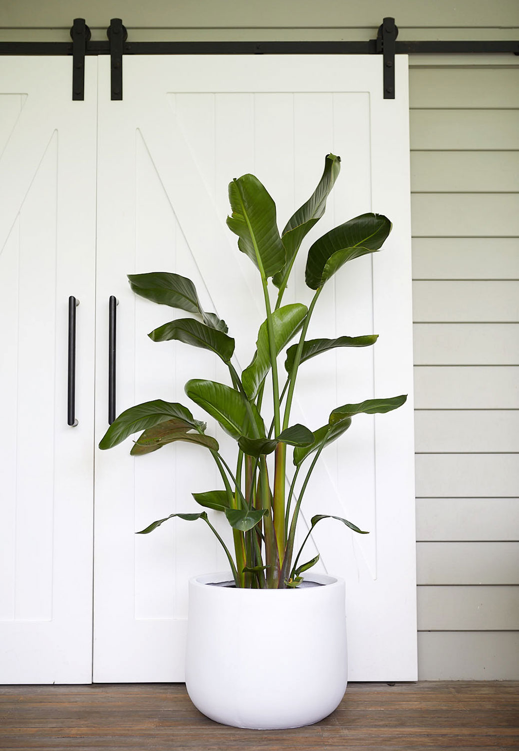 The Wild Side - Strelitzia
