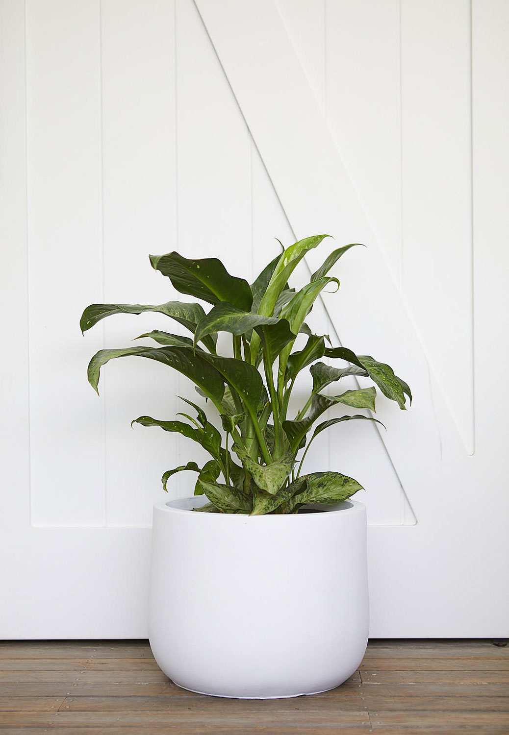 The Wild Side - Aglaonema