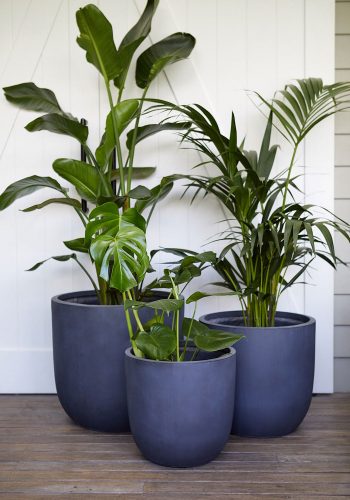 The Wild Side - Dark Grey Pot Cluster