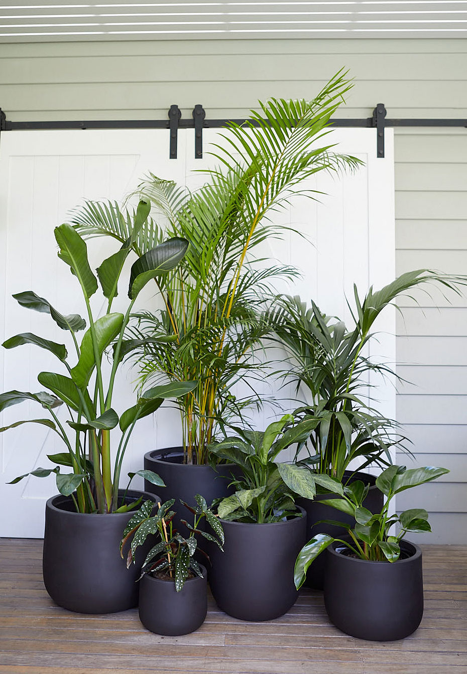 The Wild Side - Black Pot Cluster