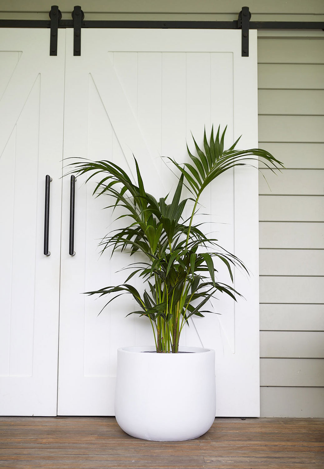 The Wild Side - Kentia Palm