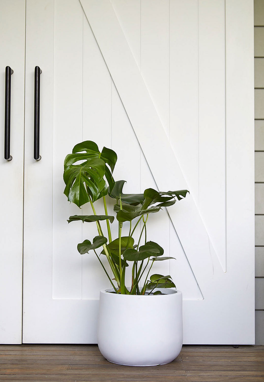 The Wild Side - Monstera