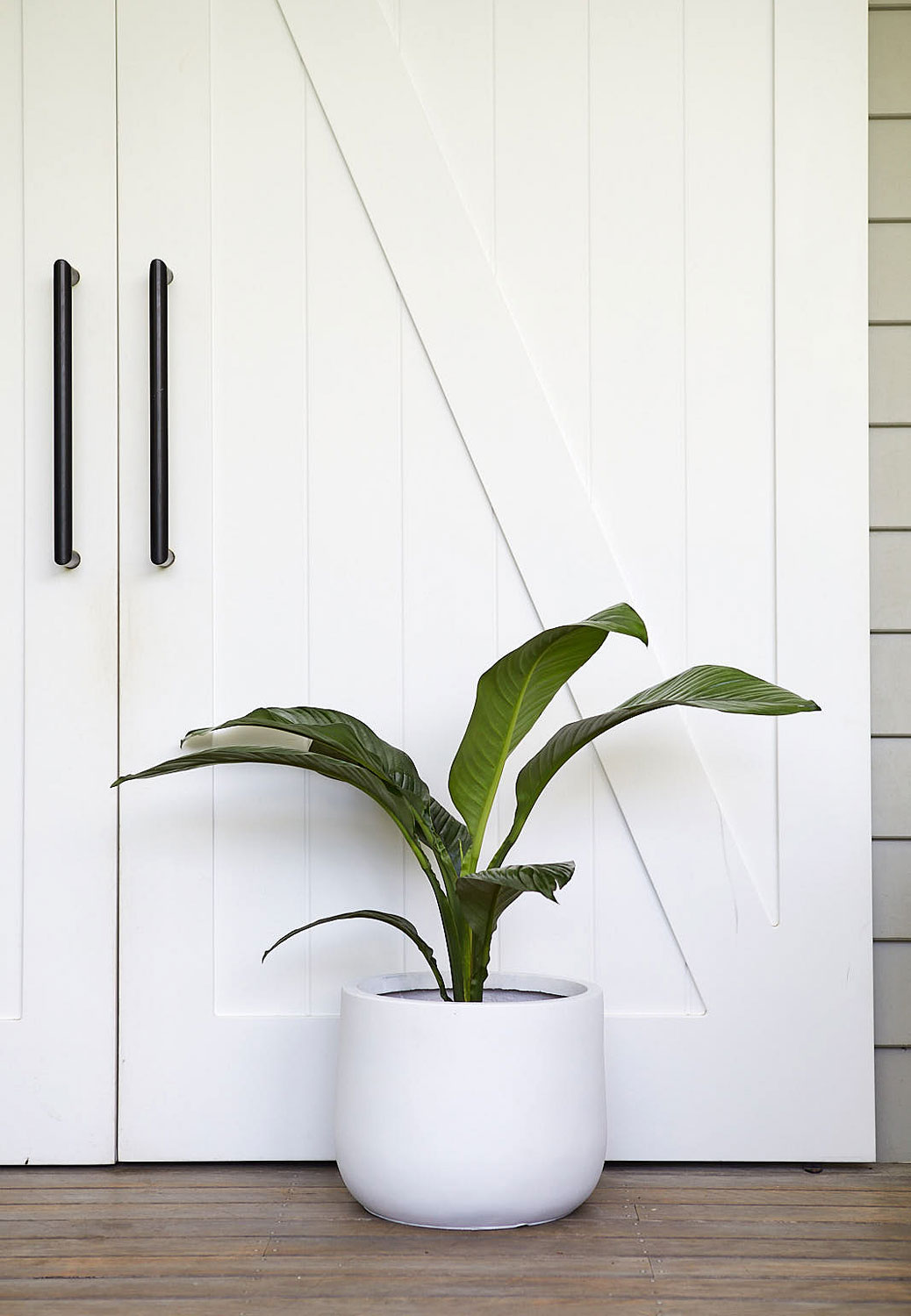The Wild Side - Small Peace Lily