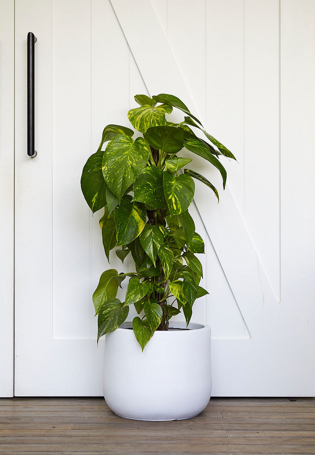 The Wild Side - Pothos