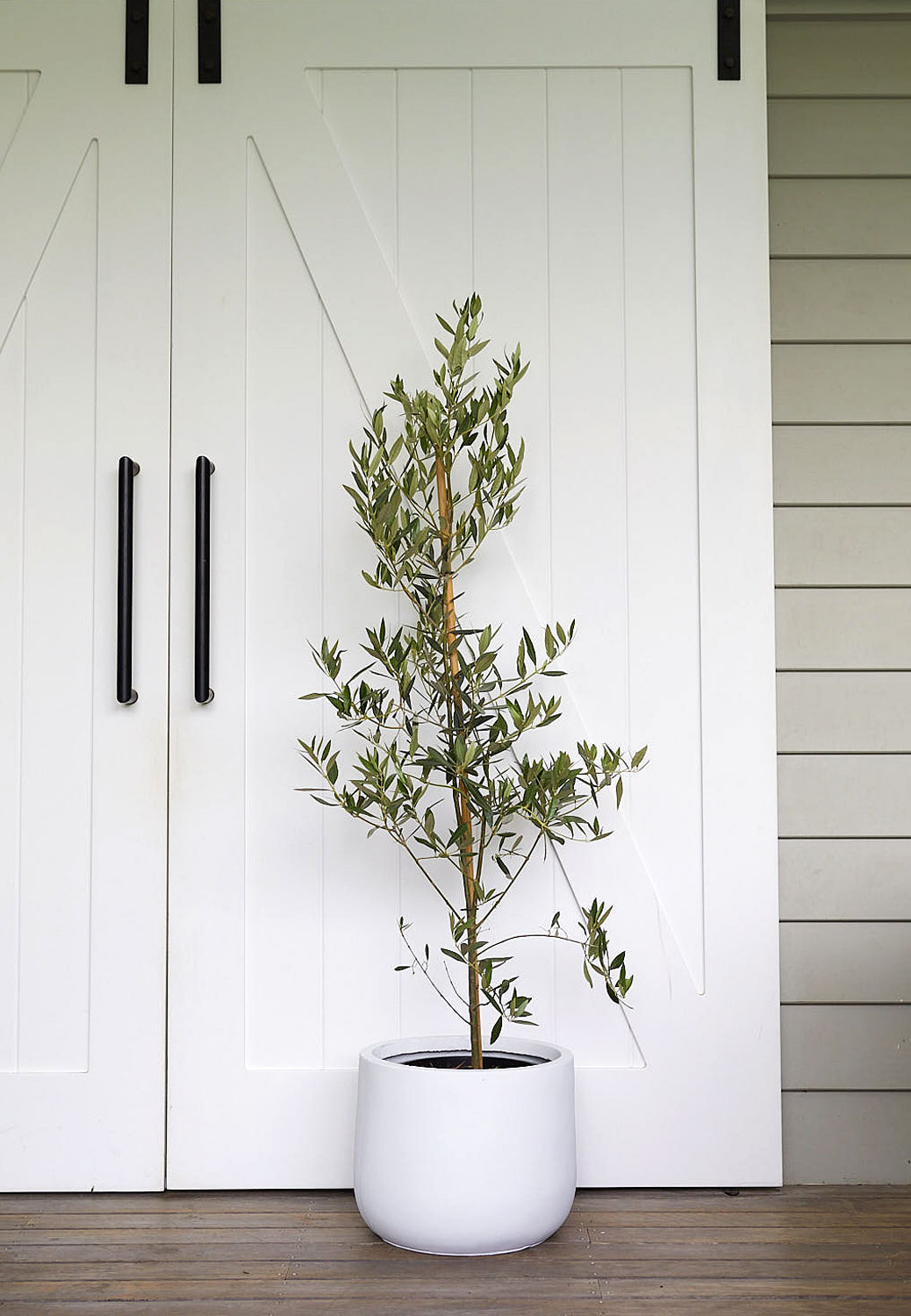 The Wild Side - Olive Tree