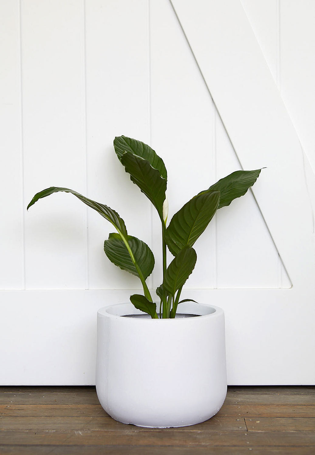 The Wild Side - Peace Lily