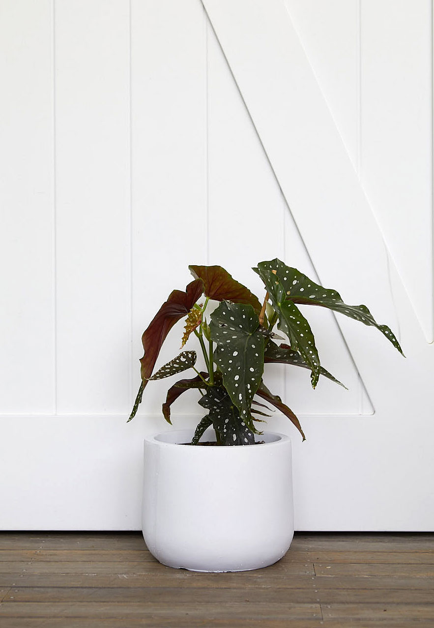 The Wild Side - Alocasia