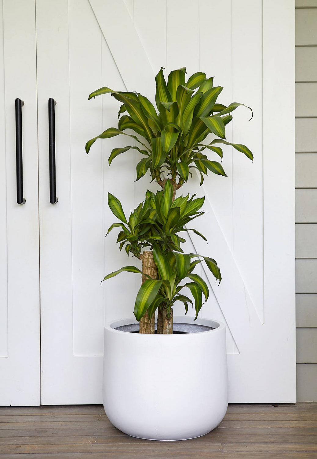 The Wild Side - Happy Plant