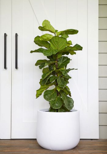 The Wild Side - Fiddle Leaf