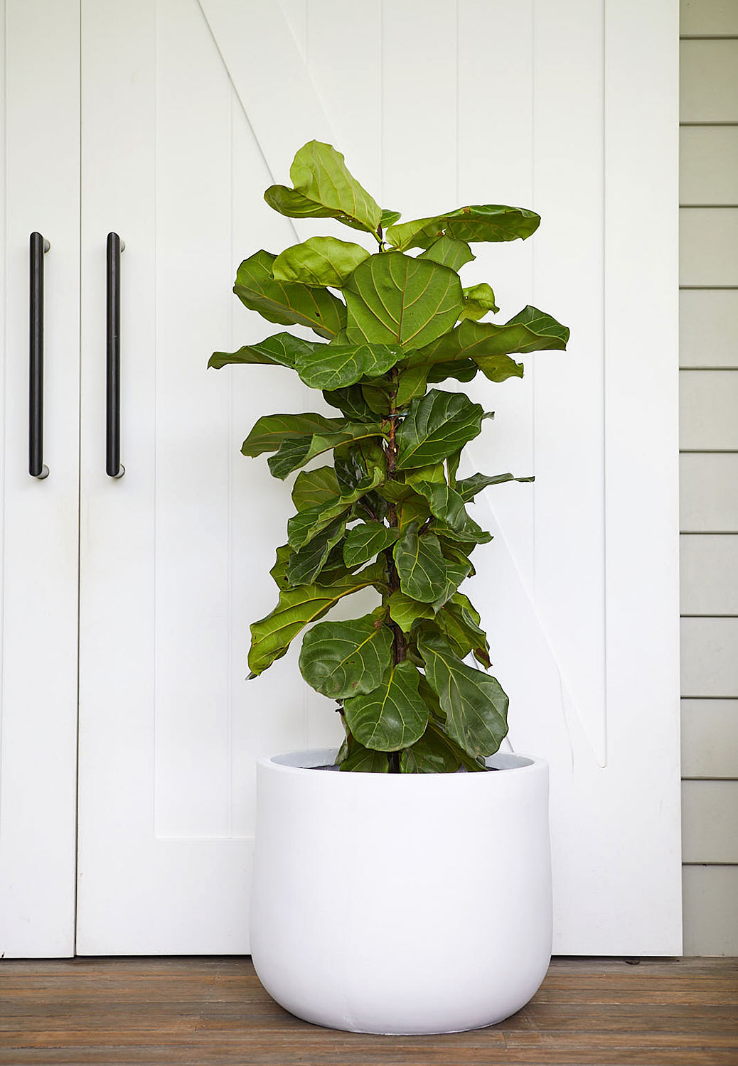 The Wild Side - Fiddle Leaf