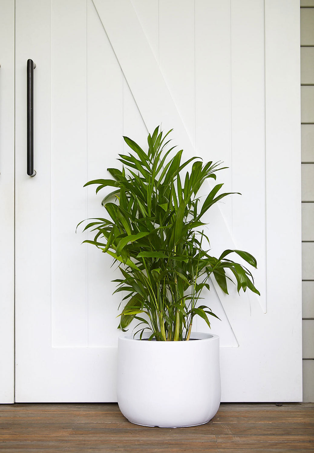 The Wild Side - Bamboo Palm
