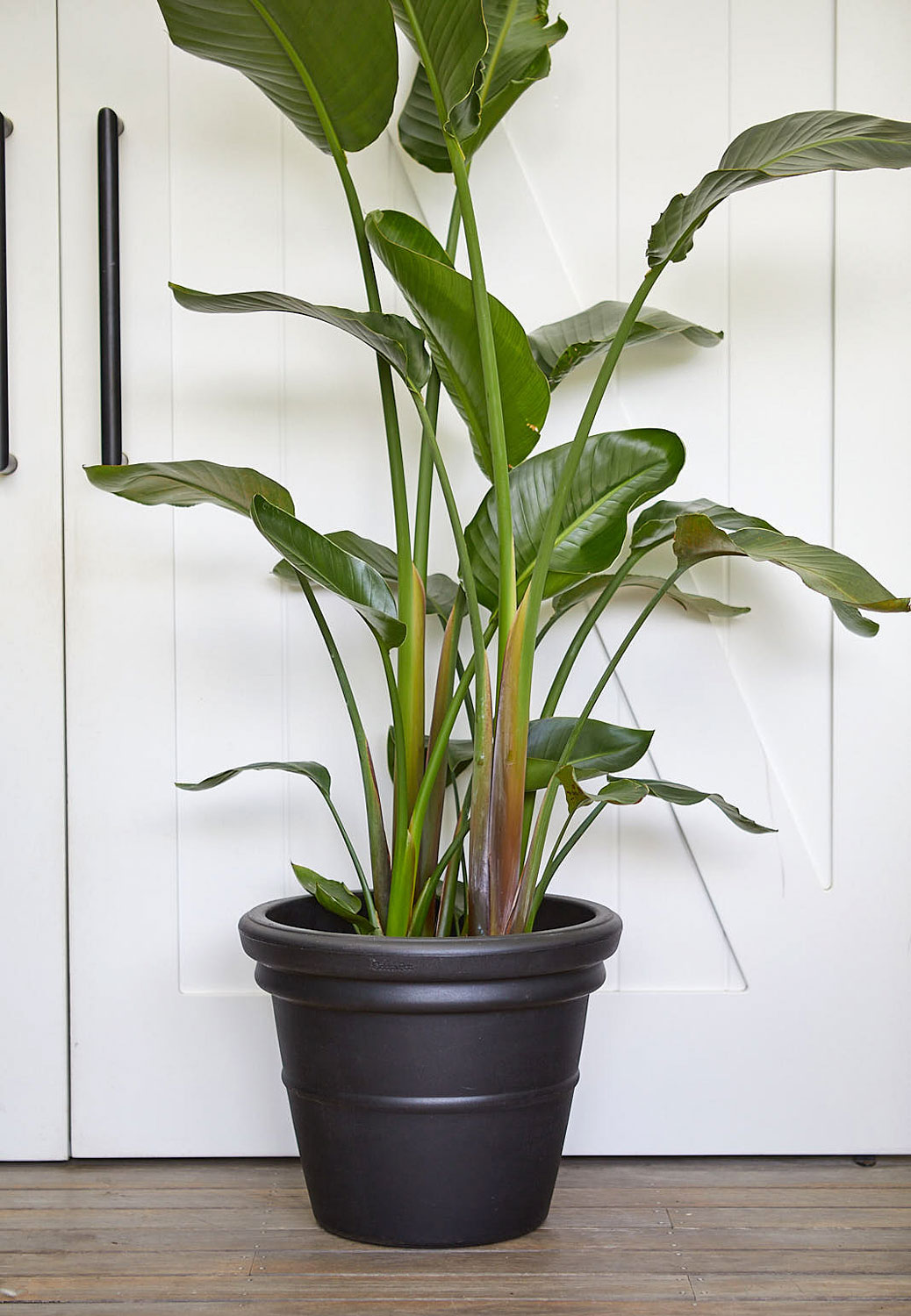 The Wild Side - Cotta Pot